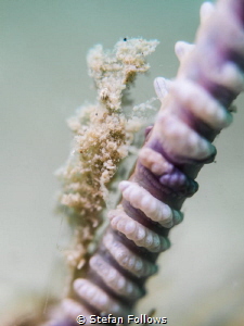Angelic Upstart ... Sea Pen Shrimp - Latreutes sp. Chalok... by Stefan Follows 